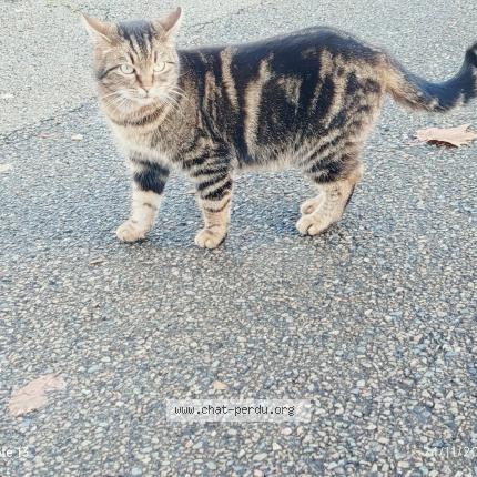 Photo 2/2 Found cat Found in Parigne l eveque