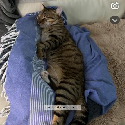 Photo 1/1 Roki Chat lost in Chemaudin et vaux