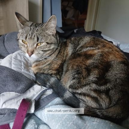 Photo 1/1 Betty Chat lost in Pau