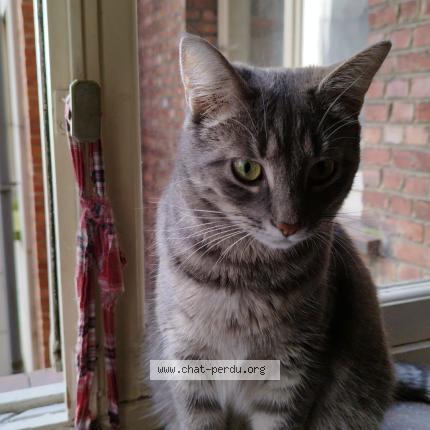 Photo 1/1 Tygrie Chat lost in Etterbeek