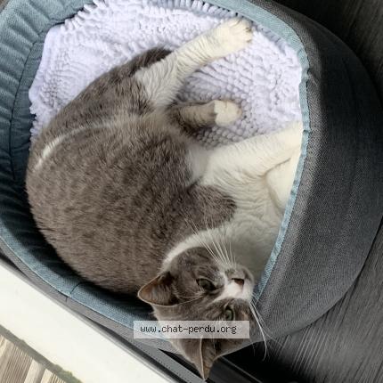 Photo 1/1 MIA Chat lost in Metz