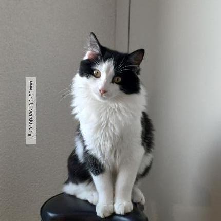 Foto einer verlorenen Katze in Broc