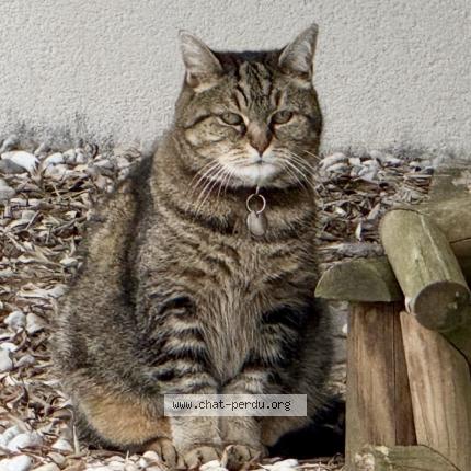 Photo 1/1 Crevette Chat lost in Bergerac