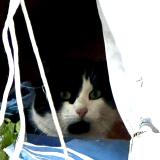 Picture of cat found at Peyrins