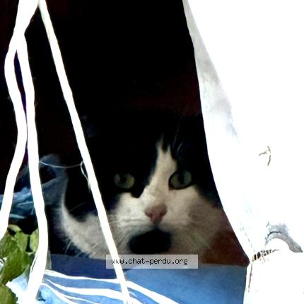 Photo 1/1 Found cat Found in Peyrins