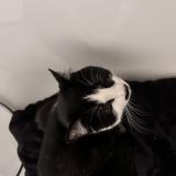 Picture of cat found at Plaisir