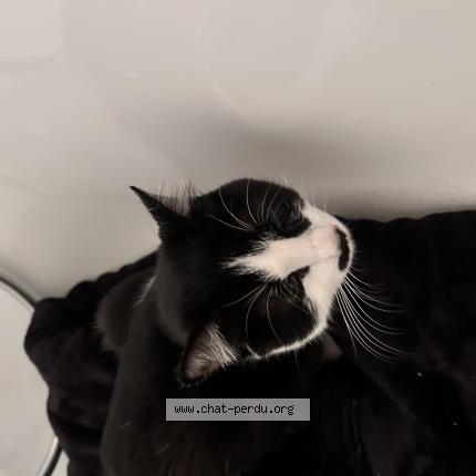 Photo 1/1 Found cat Found in Plaisir