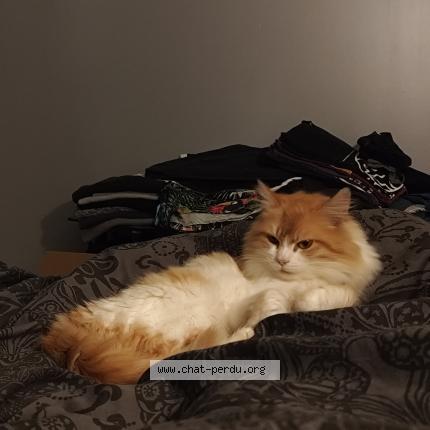 Photo 1/1 Canelle Chat lost in Saint pierre de mons