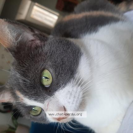 Photo 1/1 Coquine Chat lost in Sainte foy les lyon