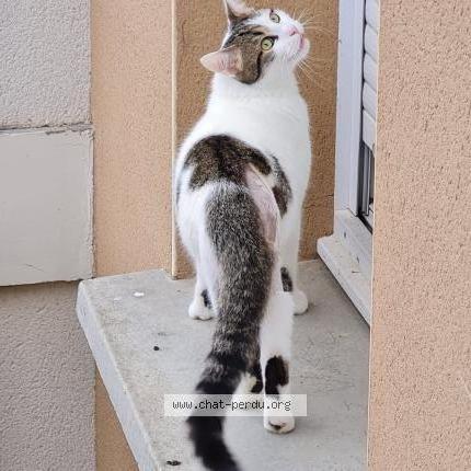 Photo 2/2 Biscoito Chat lost in Montjoire