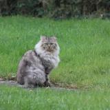 Picture of cat lost at Jugon Les Lacs Commune Nouvelle