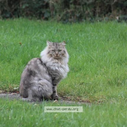 Photo 1/1 Léo Chat lost in Jugon les lacs commune nouvelle