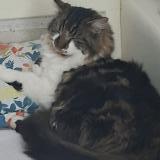 Picture of cat lost at Faoug