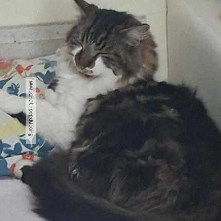 Photo 1/1 Chocco Chat lost in Faoug