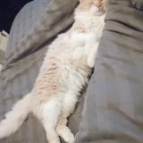 Picture of cat lost at Varennes Sur Allier