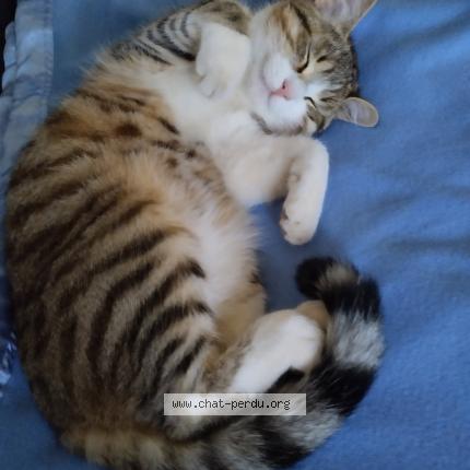 Photo 1/1 Yuka Chat lost in Pont de salars