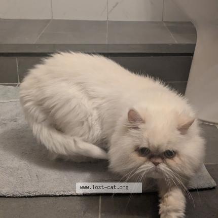 Photo 1/1 Reunited cat Found in Orlando