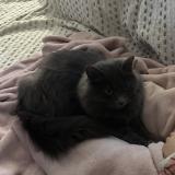 Picture of cat lost at Saint Sylvestre Sur Lot