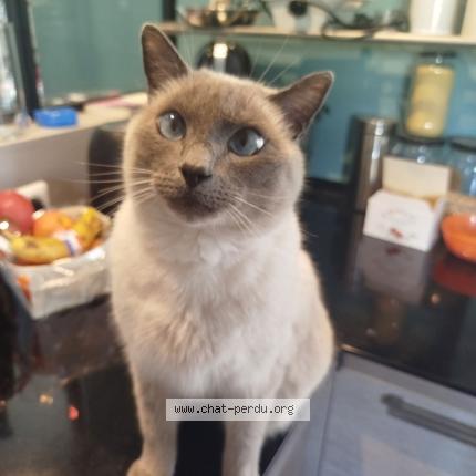 Photo 1/1 Bouboule Chat lost in Theza