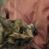 Picture of cat found at Chatres