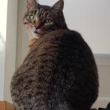 Picture of cat lost at Coux