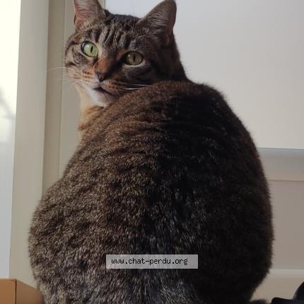 Photo 1/1 Pito Chat lost in Coux