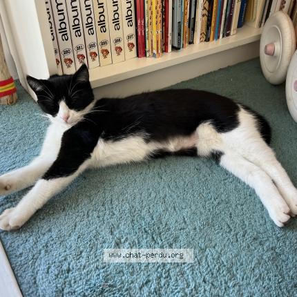 Photo 1/1 L’une Chat lost in Mont saint aignan