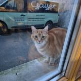 Picture of cat found at Reims