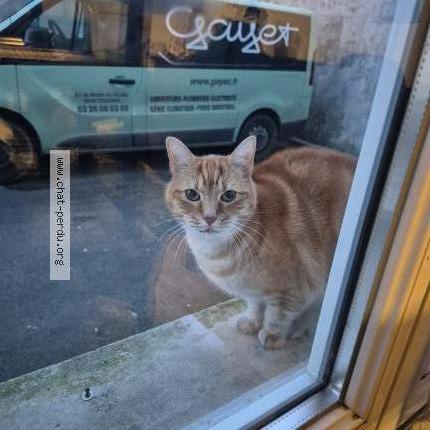 Photo 1/1 Found cat Found in Reims