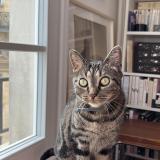 Picture of cat lost at Paris