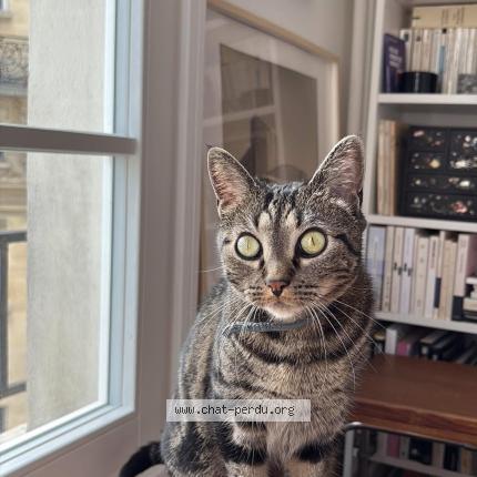 Photo 1/1 Cleef Chat lost in Paris