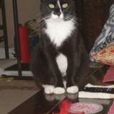 Picture of cat lost at Tampa