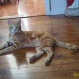 Picture of cat lost at Selma