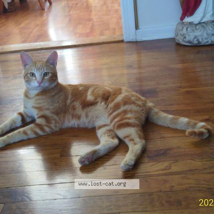 Photo 1/1 Ozmodeus Chat lost in Selma