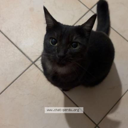 Photo 1/1 Nahla Chat lost in Monteux