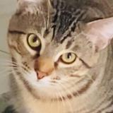 Picture of cat lost at Lake Worth Beach