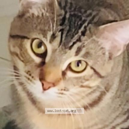 Photo 1/1 Benji Chat lost in Lake worth beach