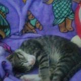 Picture of cat lost at Vredekloof