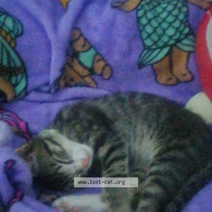 Photo 1/1 Chip Chat lost in Vredekloof