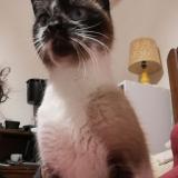 Picture of cat found at Ports Sur Vienne