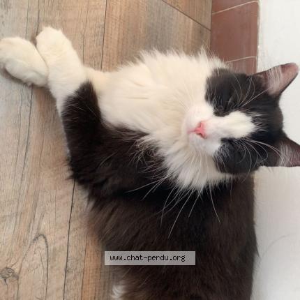 Photo 1/1 Oreo Chat lost in Beaupreau en mauges