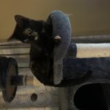 Picture of cat lost at Warr Acres Ok 73122