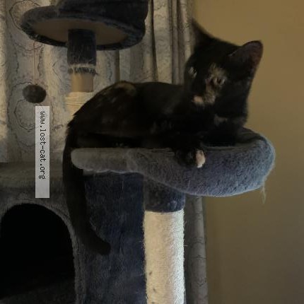 Photo 1/1 Pumpkin Cat lost in Warr Acres Ok 73122