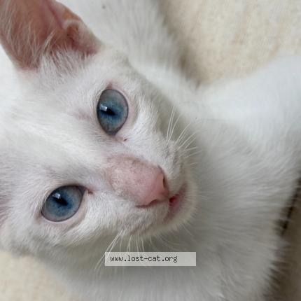 Photo 1/1 Hong Chat lost in Cebu city upper busay la tecola