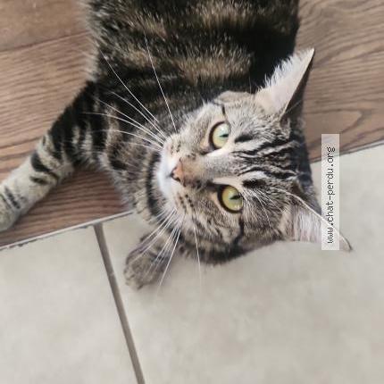 Photo 1/1 Zoly Chat lost in Carignan