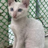 Picture of cat lost at Cebu City