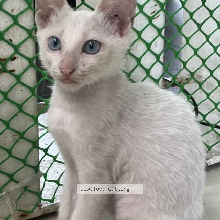 Photo 1/1 Hong Chat lost in Cebu city