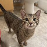 Picture of cat found at Maplewood