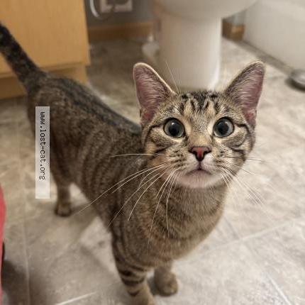 Photo 1/3 Found cat Found in Maplewood