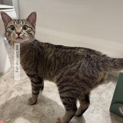 Photo 2/3 Found cat Found in Maplewood